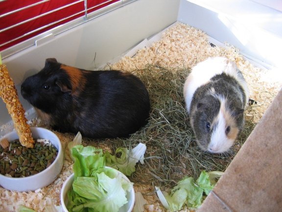 Nero and Macchiatto Nero and Macchiatto