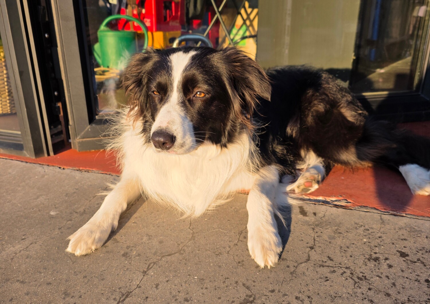 Ona, the border collie